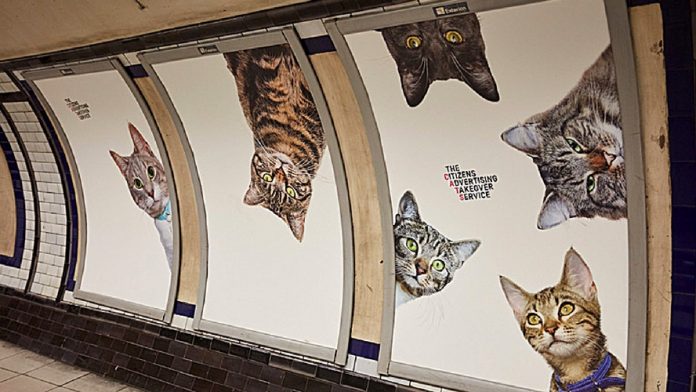 A Londres, les chats envahissent les publicités du métro