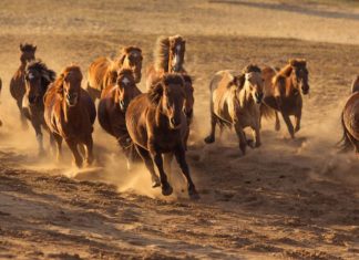 États-Unis : mobilisation contre l'euthanasie de 45 000 chevaux sauvages │MiniBuzz