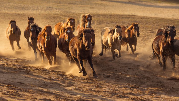 États-Unis : mobilisation contre l’euthanasie de 45 000 chevaux sauvages