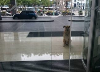Ce chien errant attend chaque jour une femme devant l'hôtel: Son plan est... Infaillible! │ MiniBuzz