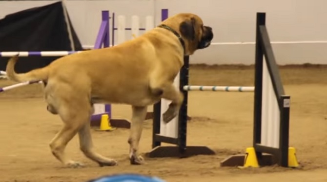 Le chien le plus paresseux du monde dans une course d’agilité? Voilà le résultat!