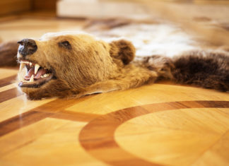 La Roumanie interdit enfin la chasse des animaux en danger (ours, loup...) | MiniBuzz
