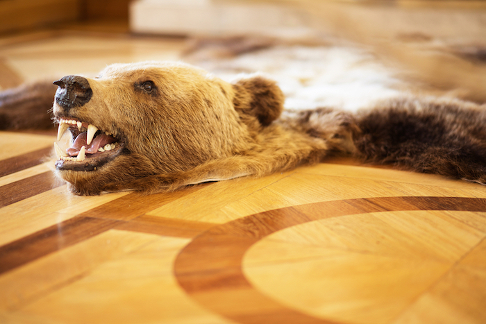 La Roumanie interdit enfin la chasse des animaux en danger (ours, loup…)