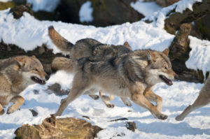 La Roumanie interdit enfin la chasse des animaux en danger (ours, loup...) | MiniBuzz
