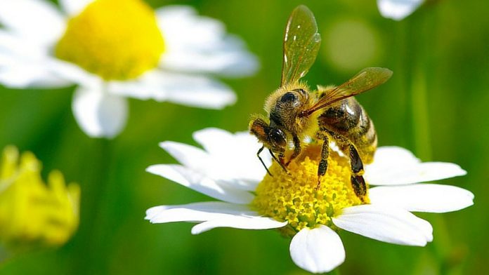 10 gestes simples pour lutter contre la disparition des abeilles