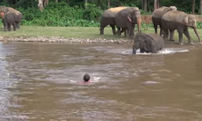 Persuadé d’assister à la noyade d’un humain, un éléphant se jette à l’eau !