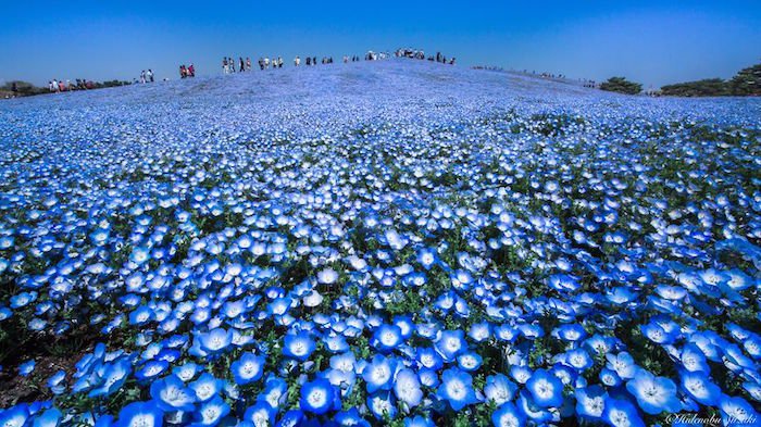 La spectaculaire floraison bleue du parc Hitachi au Japon