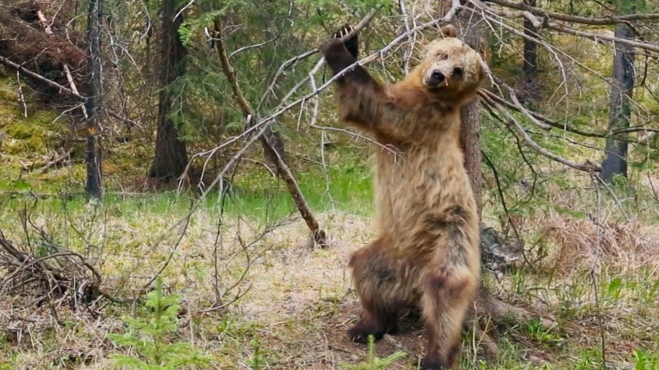 Des ours qui se grattent le dos : une vidéo hilarante avec une musique PARFAITE