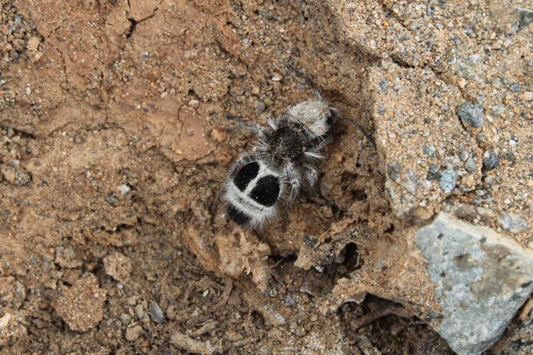 L'Euspinolia militaris : une guêpe à mi-chemin entre la fourmi... et le panda