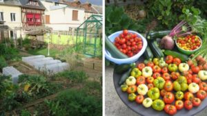 Il cultive un jardin urbain et récolte 300 kg de légumes ! │MiniBuzz