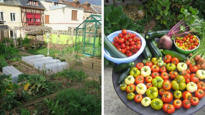Il cultive un jardin urbain et récolte 300 kg de légumes !