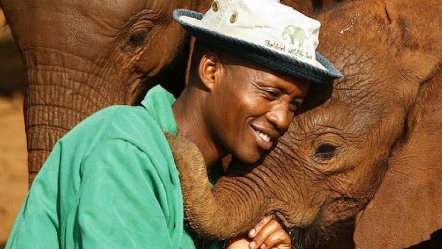 Ils défendent les derniers éléphants du Kenya : ce sont des héros