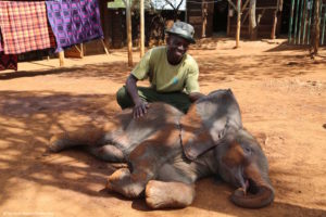Ils défendent les derniers éléphants du Kenya : ce sont des héros│MiniBuzz
