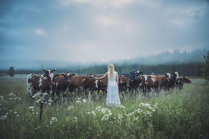 Jonna Jinton attire les vaches en chantant le Kulning