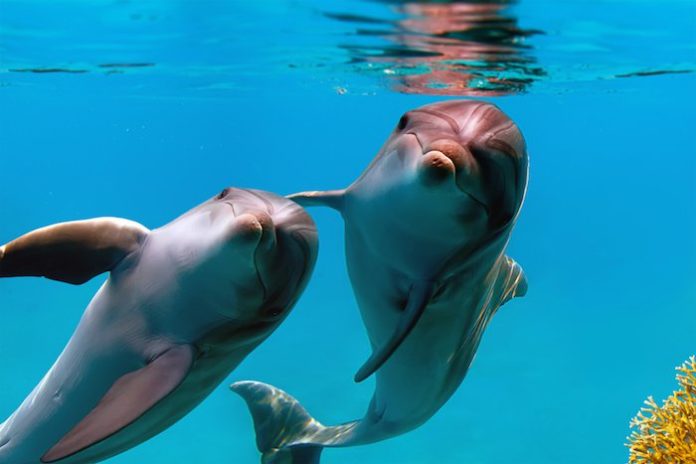 Langage des dauphins : ils parlent entre eux comme les humains