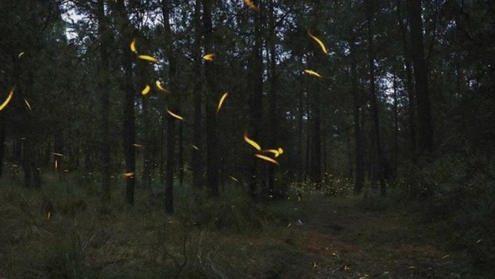 Des lucioles sauvent 630ha de forêts : une stratégie lumineuse !