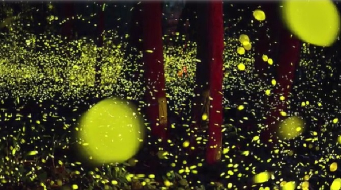 Des milliers de lucioles photographiées au Japon : surréaliste !