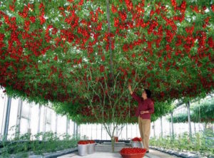 Octopus Tree : la plus grande plante de tomates du monde │MiniBuzz