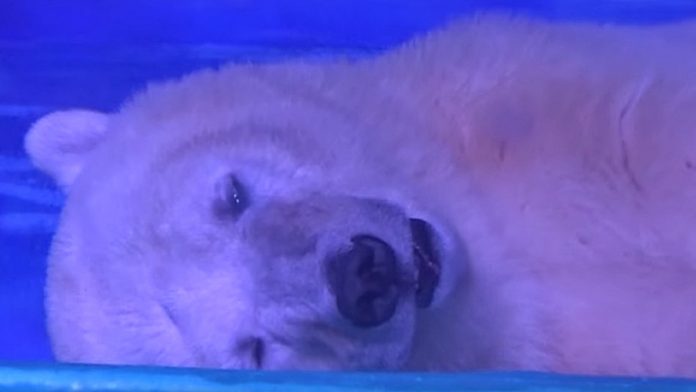 Un ours polaire exhibé dans un centre commercial ? Sauvons-le !
