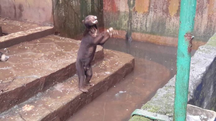 Le zoo de l’horreur : les ours squelettiques implorent les touristes de leur jeter de la nourriture