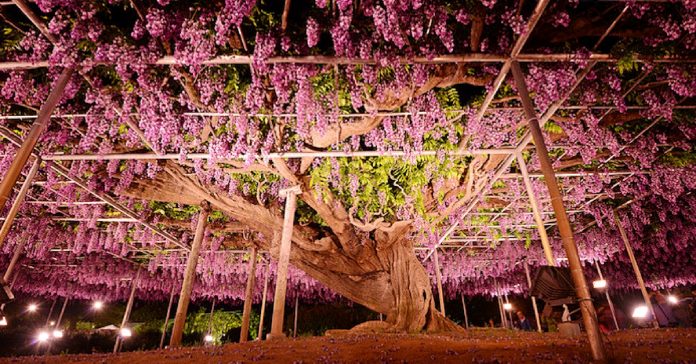 Japon : le plus bel arbre du monde se trouve dans le parc Ashikaga