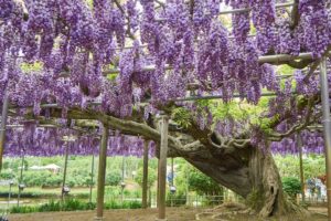 Japon : le plus bel arbre du monde se trouve dans le parc Ashikaga | MiniBuzz