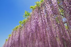 Japon : le plus bel arbre du monde se trouve dans le parc Ashikaga | MiniBuzz