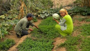 Brachoua : la permaculture sort un village de la misère│ MiniBuzz