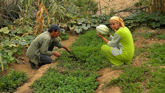 Brachoua : la permaculture sort un village de la misère