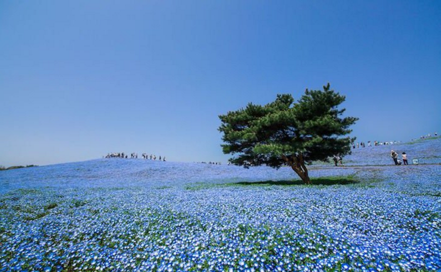 La spectaculaire floraison bleue du parc Hitachi au Japon