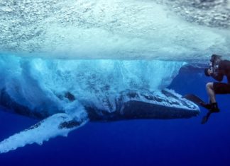 Un plongeur voit une baleine à bosse qui nage à la surface : ce qu'il arrive à filmer est unique