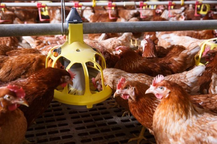 60 000 poules à sauver de l'abattoir : en Belgique, un défi exemplaire !
