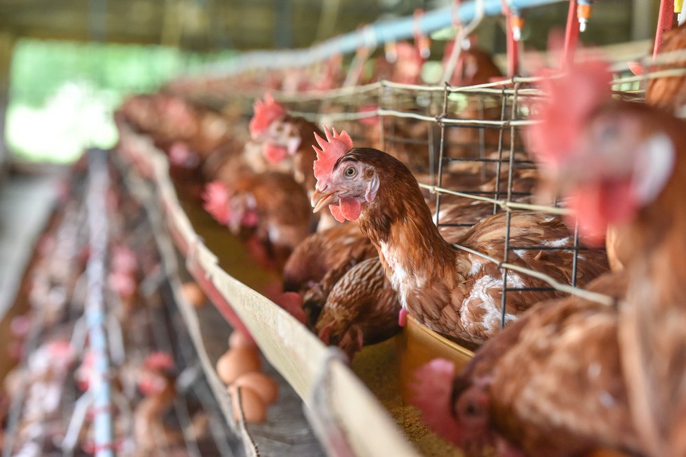 60 000 poules à sauver de l'abattoir : en Belgique, un défi exemplaire !