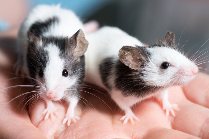 Tests cosmétiques sur animaux : interdiction totale et définitive en Europe