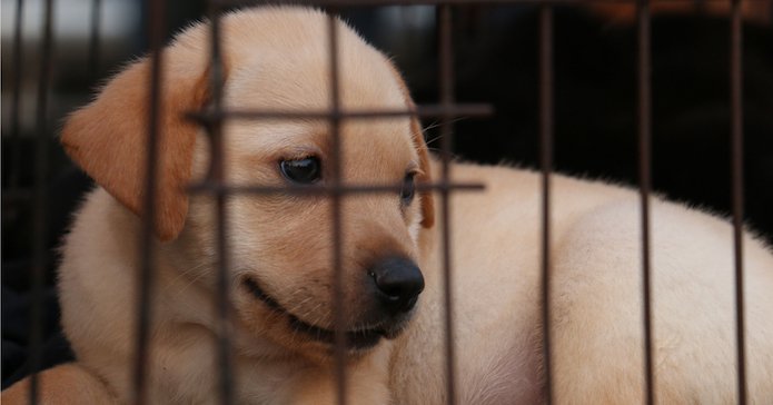 San Francisco force les animaleries à ne vendre des bêtes abandonnées