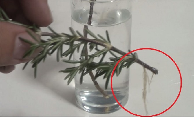 Apprenez comment créer votre plante de romarin à partir d’un simple rameau.