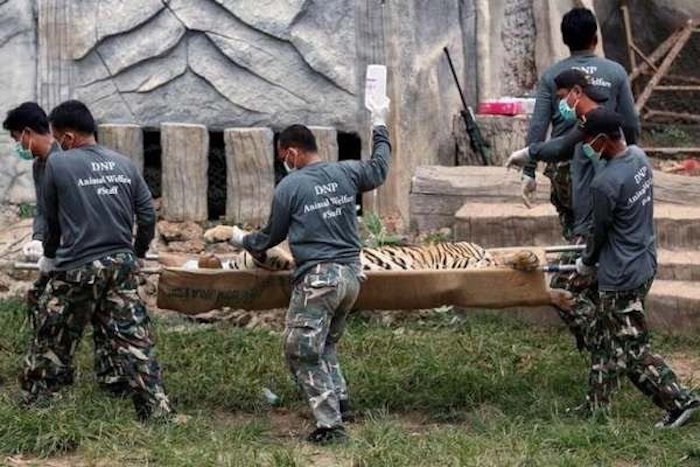 137 tigres évacués d'un temple bouddhiste en Thaïlande !