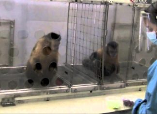 Deux singes sont récompensés de façon inégale pour un même exercice : leur réaction va surprendre les vétérinaires