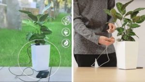 Bioo Lite : une plante verte pour recharger votre smartphone ! │MiniBuzz