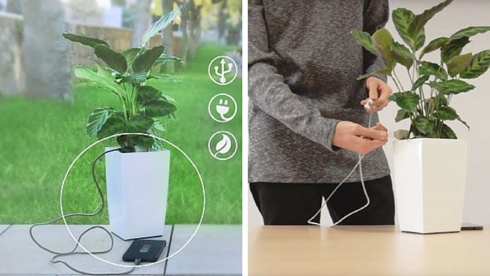 Bioo Lite : une plante verte pour recharger votre smartphone !