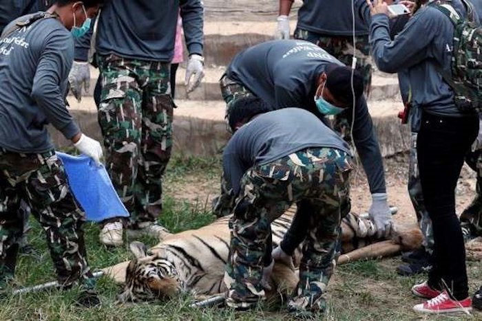 137 tigres évacués d'un temple bouddhiste en Thaïlande !
