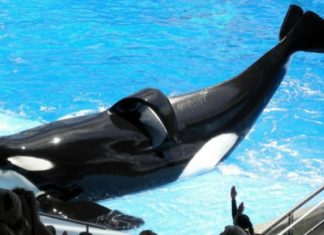 Rendue célèbre par "Blackfish", l'orque Tilikum est morte ce matin │MiniBuzz