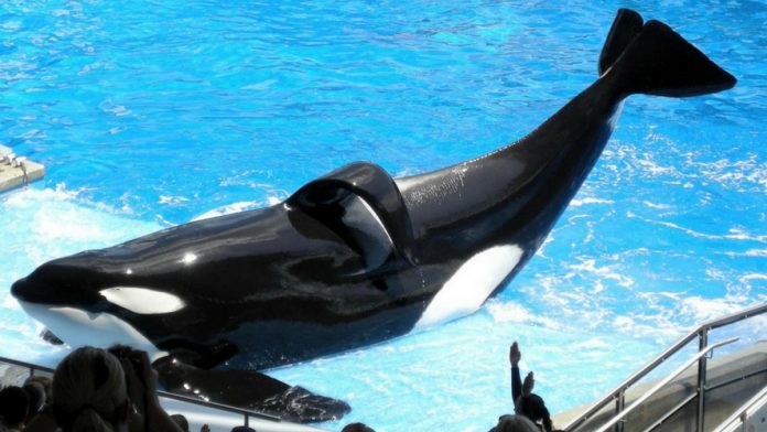 Rendue célèbre par « Blackfish », l’orque Tilikum est morte ce matin