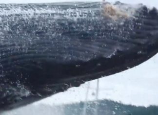 Canada : 3 baleines à bosse jaillissent hors de l'eau. Quel spectacle !