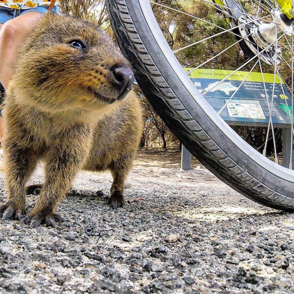 Cet homme se balade en vélo et rencontre un animal bien sympathique!