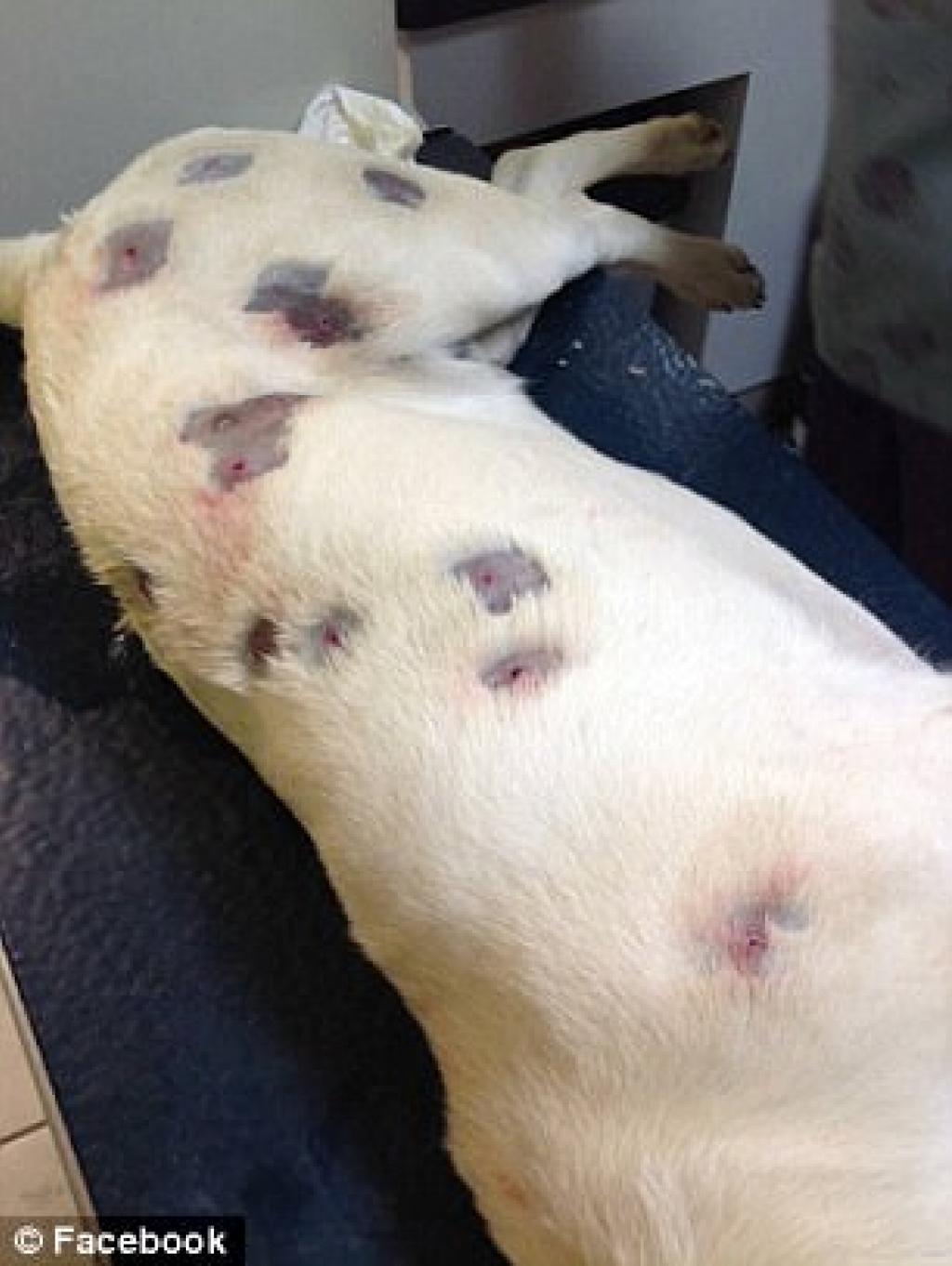 Les vétérinaires sont horrifiés par ce que ce chien a subi, c'est indescriptible.