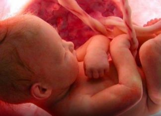 Cette vidéo montre la formation du bébé dans l'utérus d'une maman, c'est simplement incroyable! │ MiniBuzz