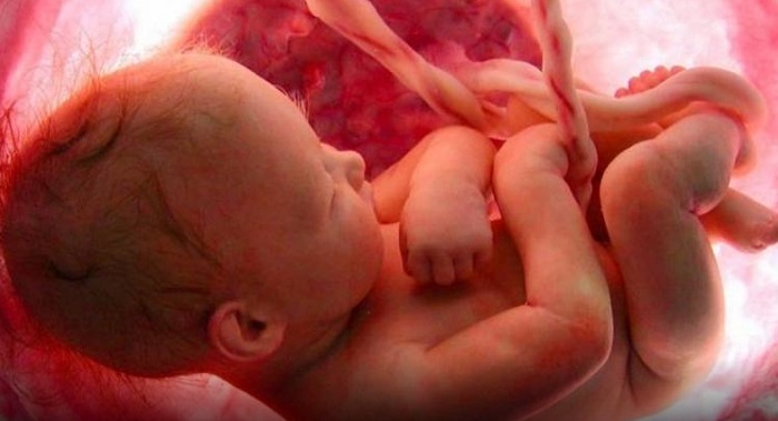 Cette vidéo montre la formation du bébé dans l’utérus d’une maman, c’est simplement incroyable!