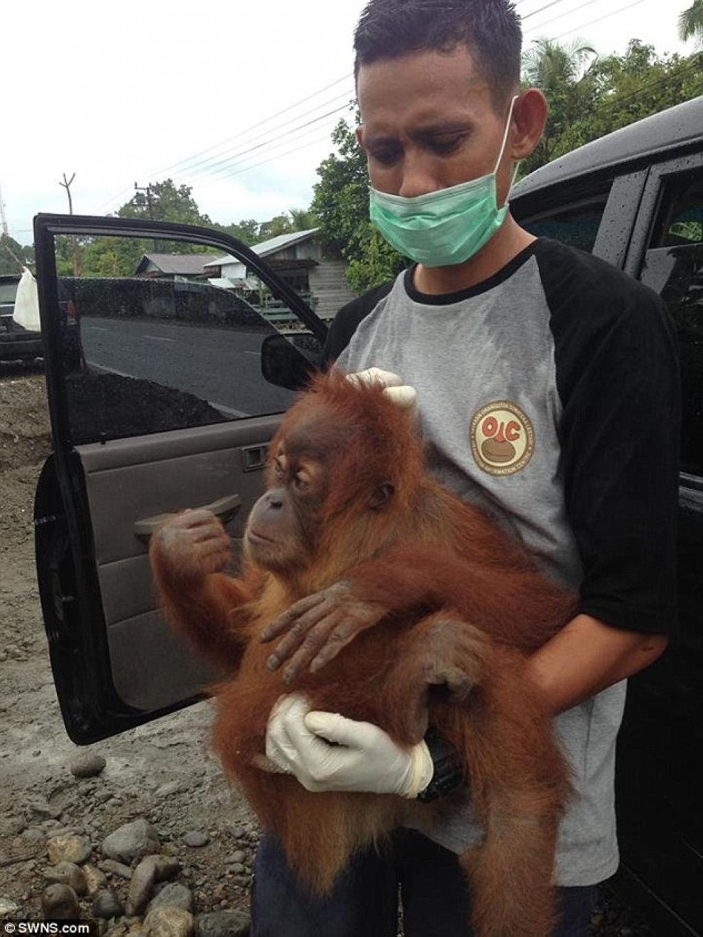 Un bébé orang outan enchainé à un mur pendant un an afin de divertir les gens qui l'ont capturé