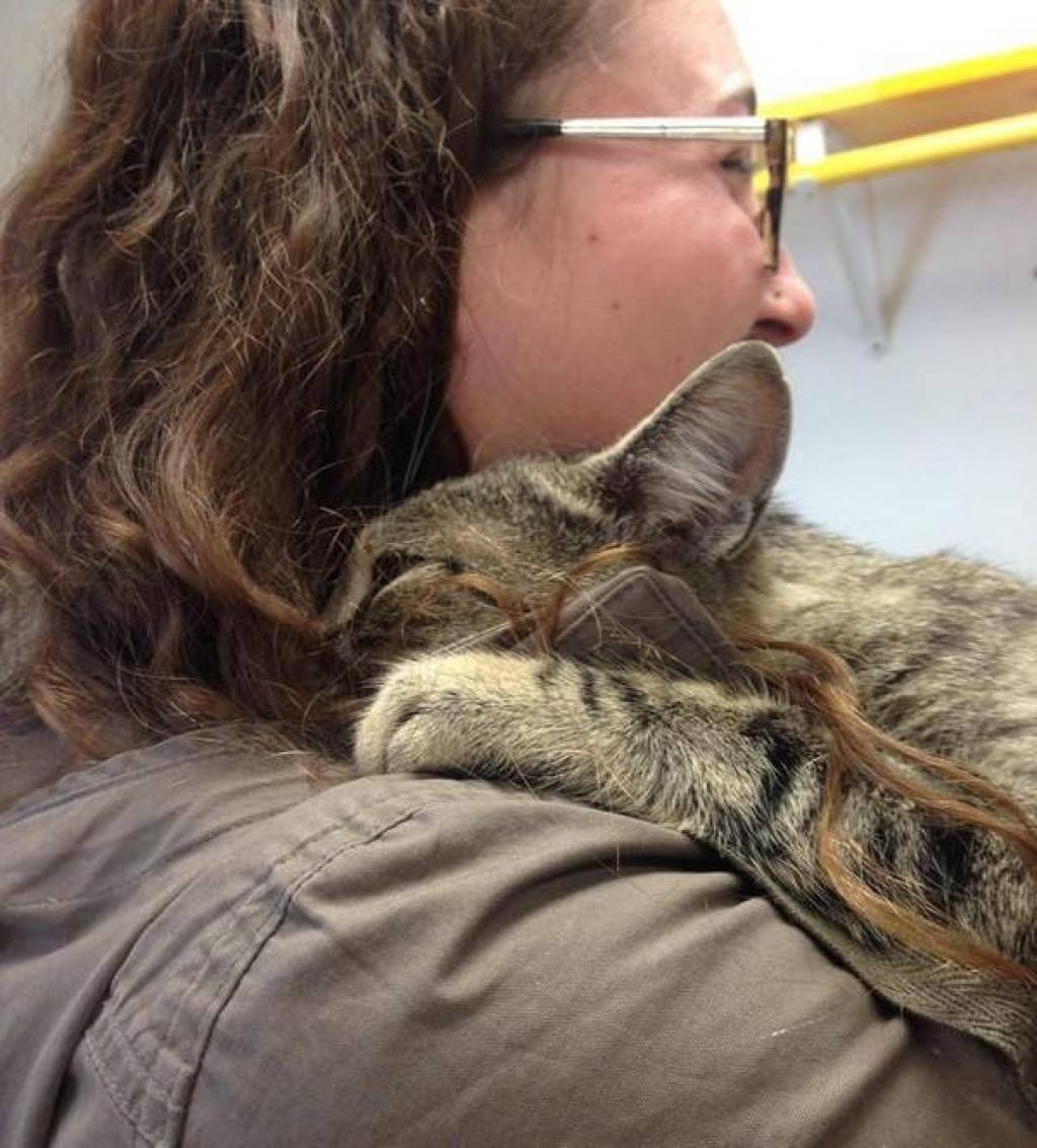 Cette femme visite un refuge et un chat lui saute au cou. Mais le chat refuse de la quitter pour une raison très touchante!